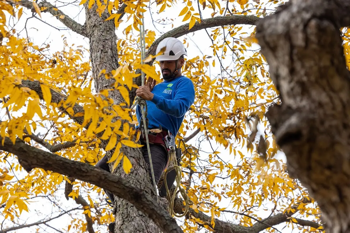 Skilled Tree Planing crew working in Poulsbo