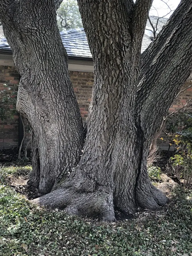 Mature heritage tree close to a Poulsbo property cared for by certified arborists